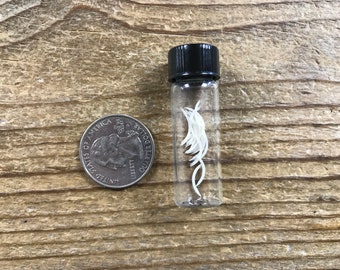 Vial Filled with Mouse Teeth - Lot No. 210204-L