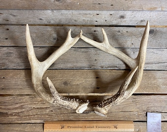 Large Pair of Craft Quality Whitetail Deer Antlers - Lot No. 220206-KK