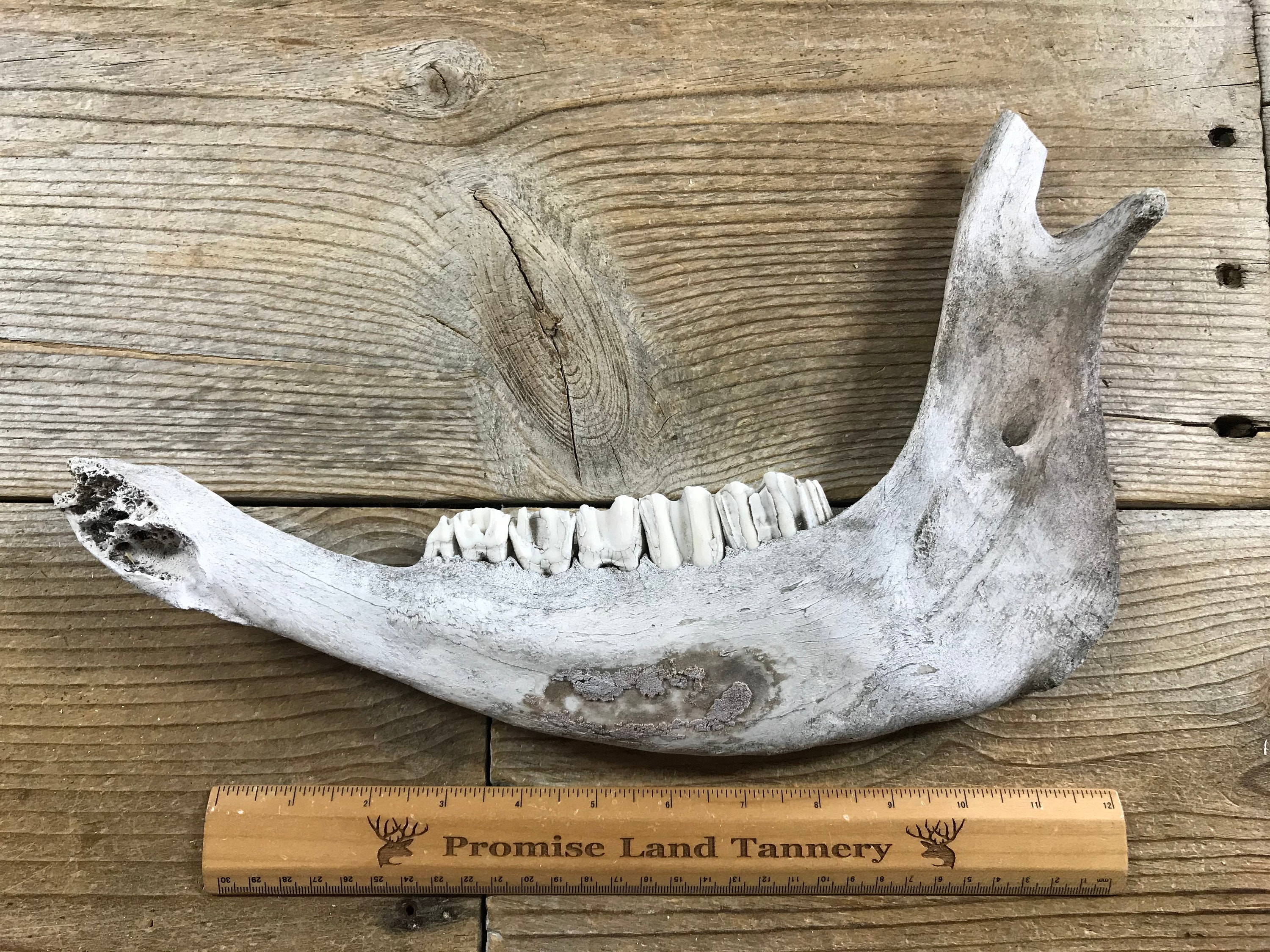VINTAGE JAW BONE CALIFORNIA FREE FORM Jawbone Canyon OHV Area