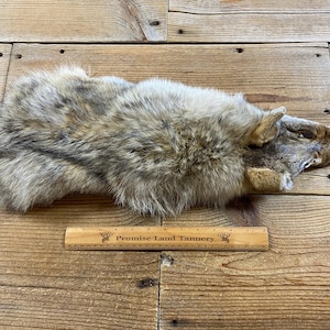 Coyote Hide Piece - Front Half - Lot No. 240616-UU