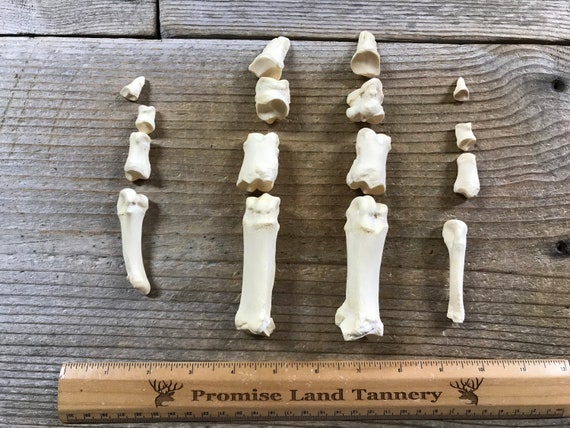 Real Bone Set