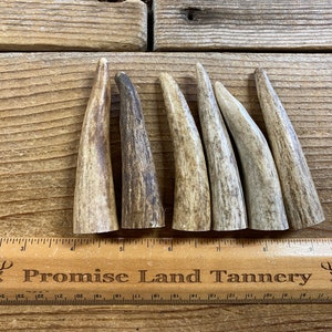Elk Antler Points - Drilled Your Way - Lot No. 230604-GG
