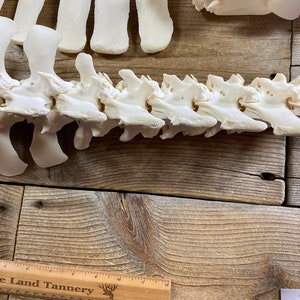 May include: A close-up of a white animal spine, likely from a deer, on a wooden surface. The spine is made up of multiple vertebrae, each with a distinct shape and texture. The wood is a light brown color and has a rough, textured surface.