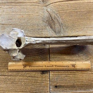 Nature Cleaned Large Highland Bull Thoracic Vertebrae - Lot No. 240502-YY