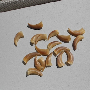 Real Coyote Claws - Natural Finish - CAPS Only - Bag of 10 pieces - Stock No. 1-7