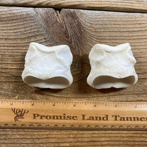 Horse Short Pastern Bones - Real Bone - Lot No. 220921-AA