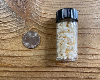 Vial of Muskrat Toe Bones - Lot No. 220310-YY