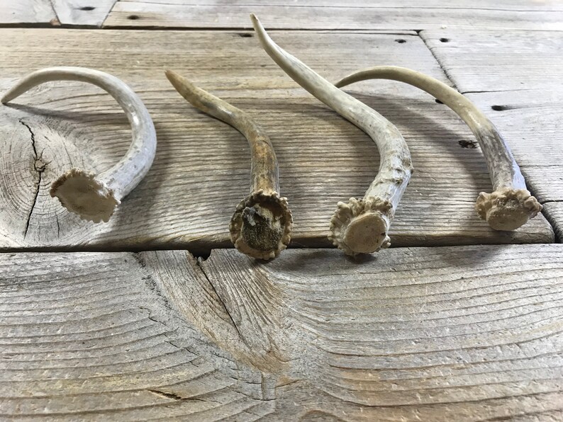 Extra Small Deer Antler Spike Shed Whitetail Deer 1 | Etsy