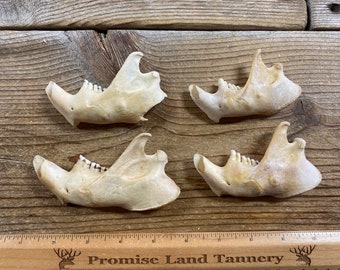 Jewelry Assortment of Beaver Jaw Bones - Real Bones - Lot No. 220526-PPP