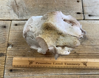 Deer Skull Piece - Nature Cleaned Skull - Lot No. 220415-GG