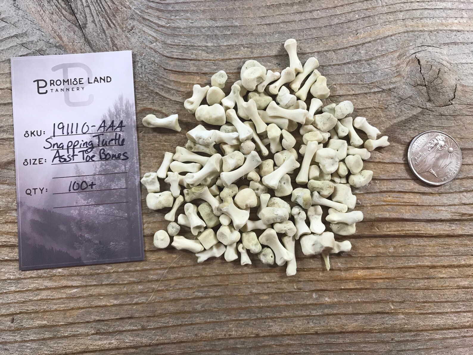 Jewelry Assortment of Snapping Turtle Toe Bones Real Bones Etsy
