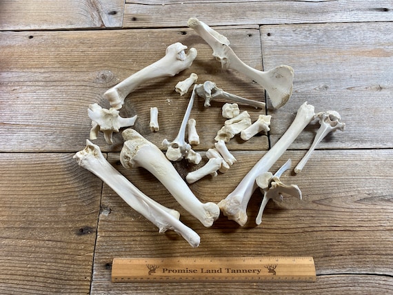 Real Leg Bones