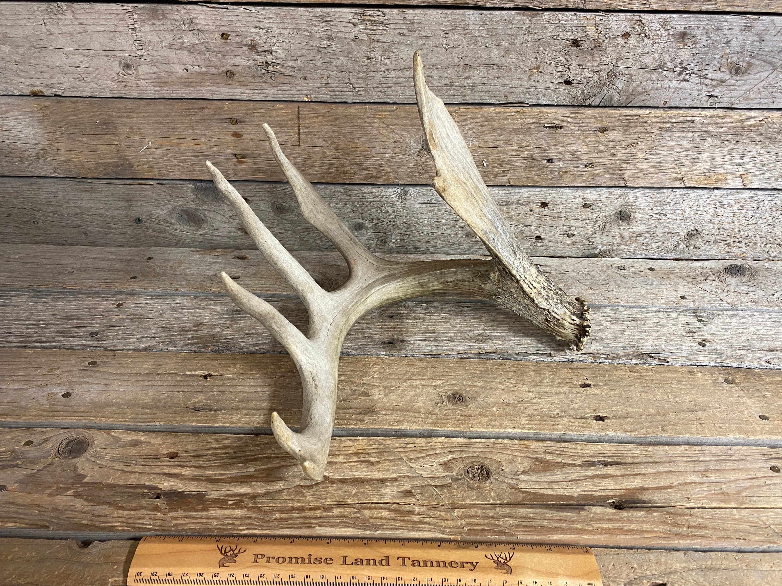 When Do Deer Shed Their Antlers? And 6 Other Antler Questions