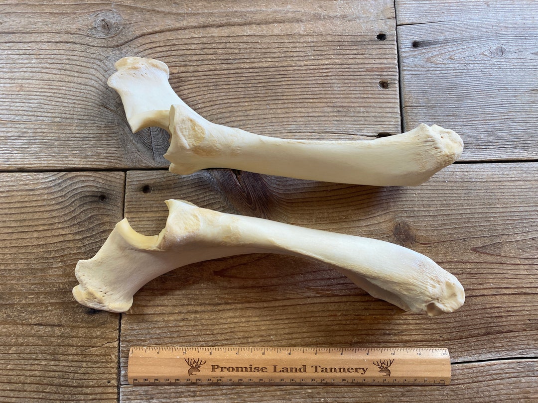 Pair of Cow Radius Ulna Bones Real Bones Lot No. 230302UU Etsy