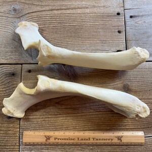 Pair of Cow Radius Ulna Bones - Real Bones - Lot No. 230302-UU