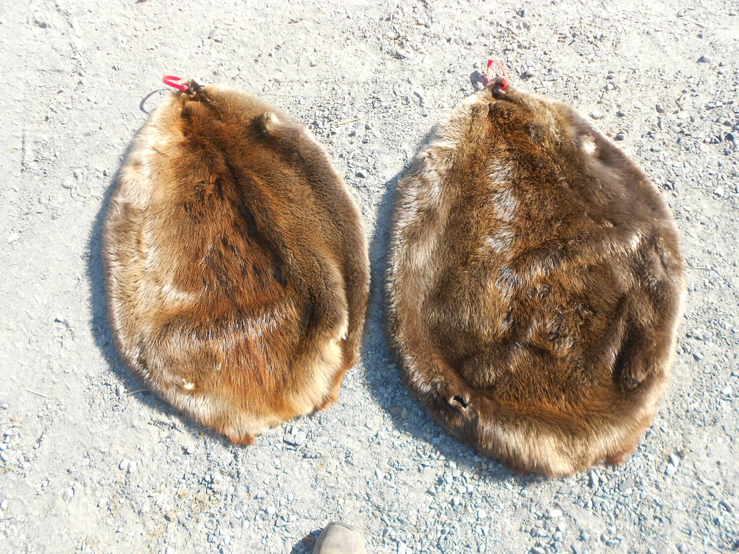 Large Beaver Pelt Hoop Cut One Pelt Etsy