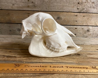 Shetland Sheep Skull - Collector Quality - Ewe - Lot No. 230921-C