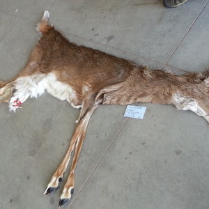 lifesize whitetail buck taxidermy