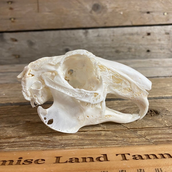 English Lop Rabbit Skull - Classic Quality - Oryctolagus cuniculus - Lot No. 220120-LLL