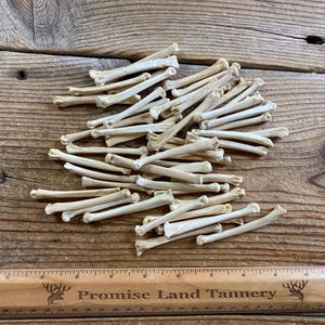 Large Coyote Paw Bones - Real Bones - 50 Assorted Pieces - Stock No. 1-222