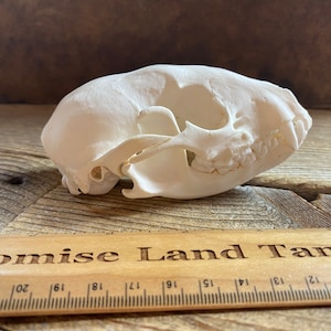 Raccoon Skull - Classic Quality - Procyon lotor - Lot No. 240225-WW
