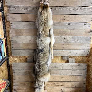 Coyote Pelt - Wallhanger Quality Fur - Soft Tanned Hide - Lot No. 240530-K