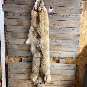 Coyote Pelt - Wallhanger Quality Fur - Soft Tanned Hide - Lot No. 240616-V