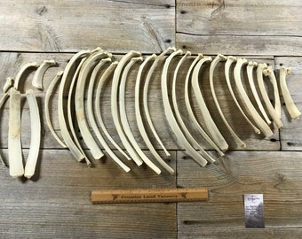 Llama Ribs - Complete set - Real Bone - 24 Ribs - Lot No. 200201-M