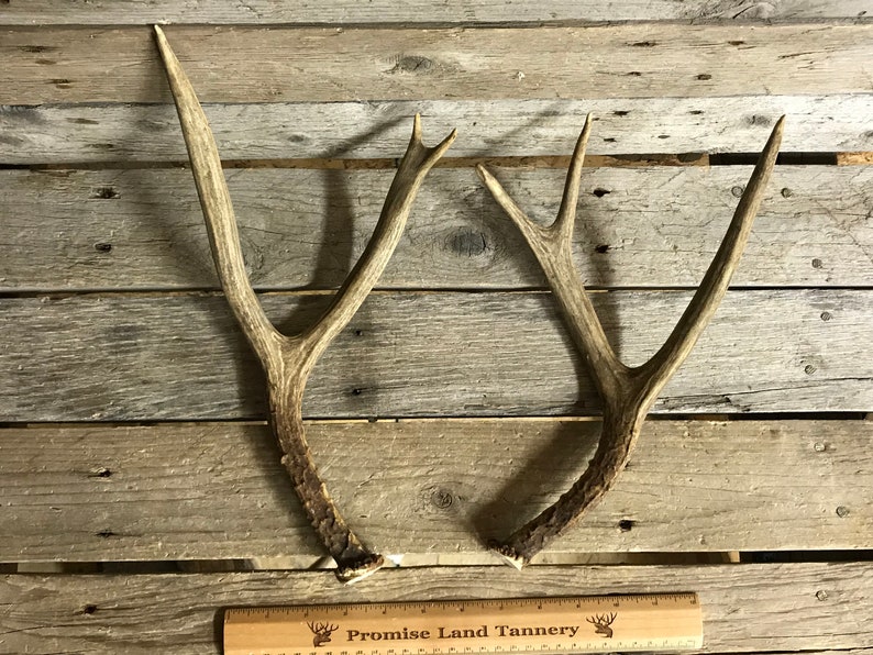 190321-C Medium Matched Pair of Mule Deer Antlers Lot No