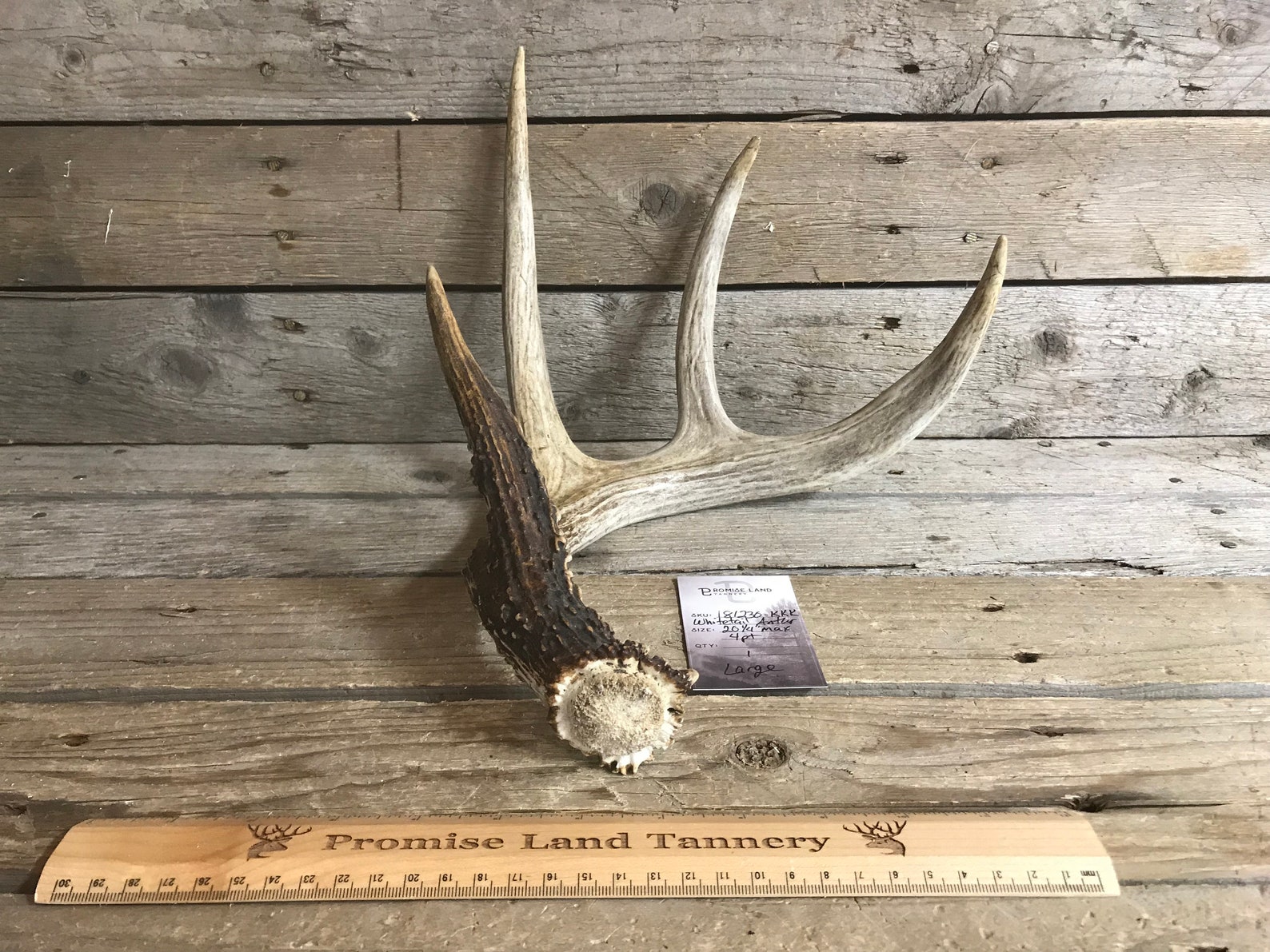 Single Whitetail Deer Shed Antler 4 Point Lot No. Etsy
