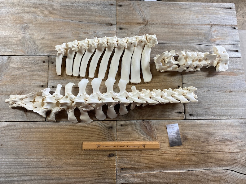 May include: A set of white animal bones, likely from a deer, arranged on a wooden surface. The bones are separated into three sections, including the spine, ribs, and a smaller section of vertebrae. A wooden ruler with the text "Promise Land Tannery" is visible in the image.
