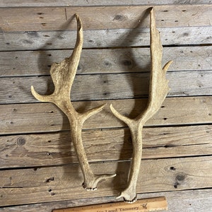 May include: Two large, light brown deer antlers with a natural, rough texture. The antlers are lying on a wooden surface.