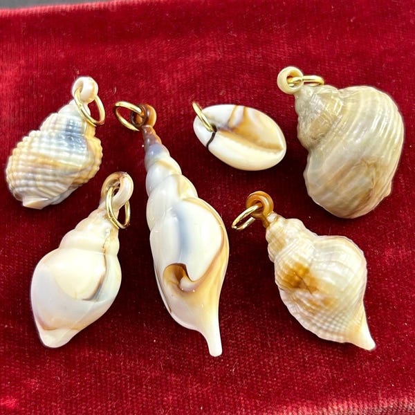 Seashell Charm Necklace Pendant Cream Brown Color Neutral Jewelry Pendants For Women Beach Gifts For Her Cowrie Snail Escargot Qty: 1 Charm