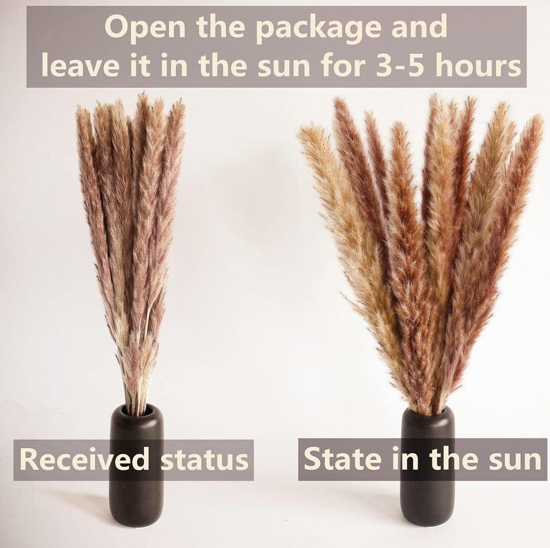 May include: Two bunches of dried pampas grass in black vases. The left vase shows the grass as it arrives, while the right vase shows the grass after being fluffed in the sun for 3-5 hours. The text "Open the package and leave it in the sun for 3-5 hours" is at the top of the image. The text "Received status" is below the left vase and the text "State in the sun" is below the right vase.