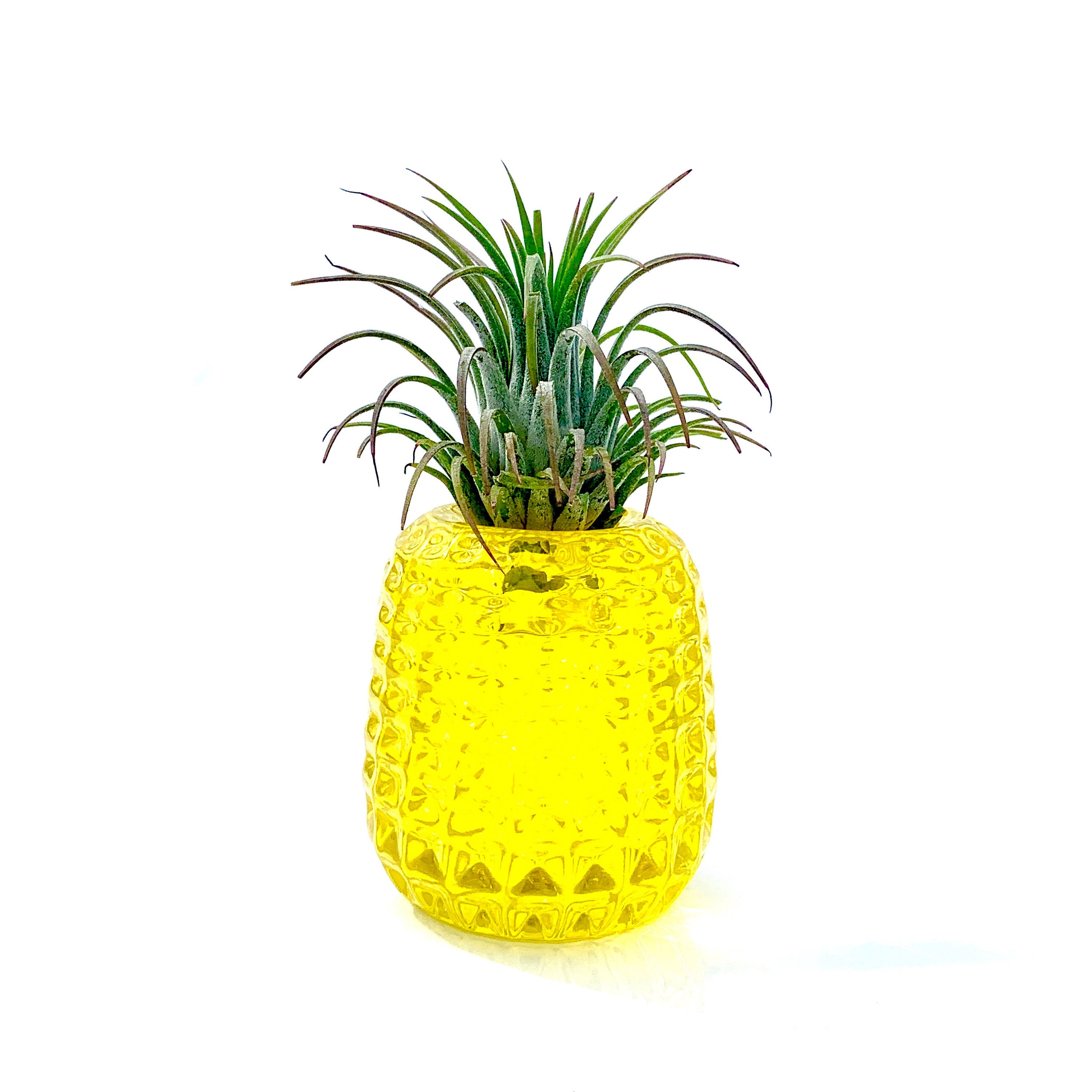 Glass Pineapple Planter Air Plant Crown Handblown Solid Etsy