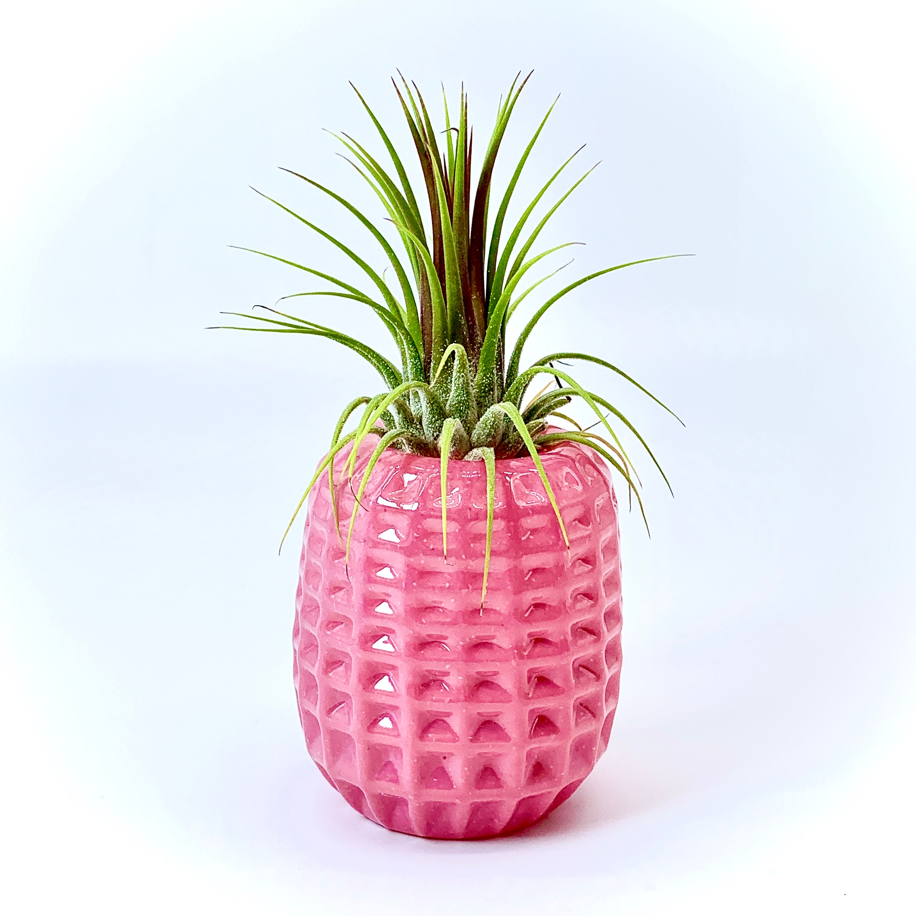 Pineapple Planter with a live air plant crown Handblown Etsy