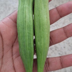 Green Okra