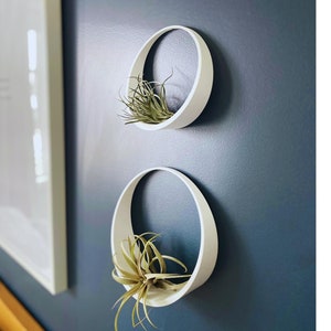 May include: Two white circular wall planters with air plants inside. The planters are mounted on a dark blue wall.