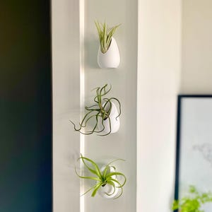 Air Plant Wall Holder Hanging Air Plant Wall Vase Plant Wall Art Gift Plant Lover Birthday Gift White Modern Air Plant Display Unique