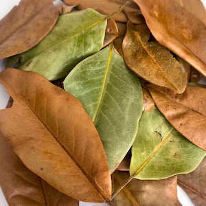 Magnolia Leaf Litter | Bioactive Terrarium Accent & Decor