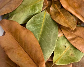 Magnolia Leaf Litter | Bioactive Terrarium Accent & Decor