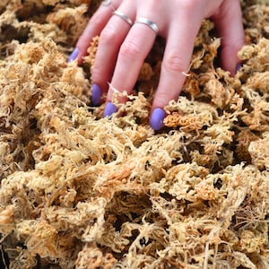 Sphagnum Moss (Premium Long-Fiber) | Organic, Sustainably Harvested, Dried