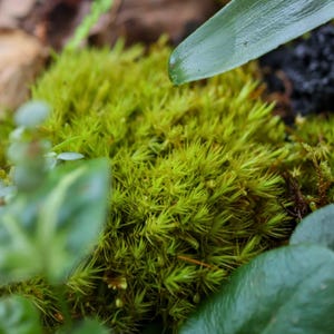 Live Mood Moss (Rock Cap Moss / Fork Moss) | Terrarium Moss, Vivarium Moss