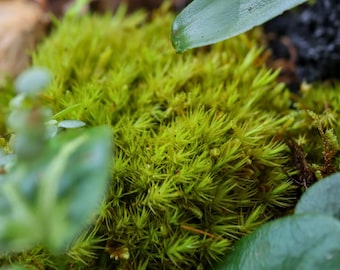 Live Mood Moss (Rock Cap Moss / Fork Moss) | Terrarium Moss, Vivarium Moss