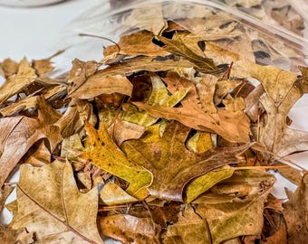 Pin Oak Leaf Litter | Bioactive Terrarium Accent & Decor