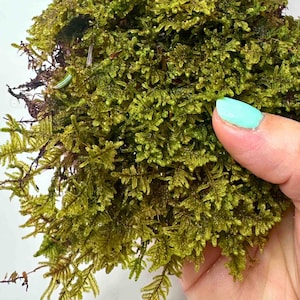 Live Sheet Moss (Hypnum Moss) | Terrarium Moss, Vivarium Moss