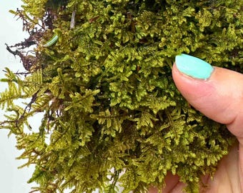 Live Sheet Moss (Hypnum Moss) | Terrarium Moss, Vivarium Moss