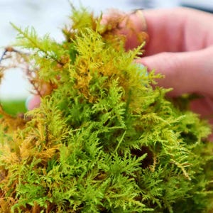 Live Fern Moss (Thuidium Delicatulum) | Terrarium Moss, Vivarium Moss
