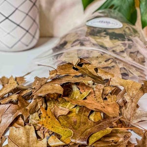 Pin Oak Leaf Litter | Bioactive Terrarium Accent & Decor