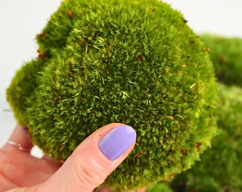 Live Cushion Moss (Bun Moss / Pillow Moss) | Terrarium Moss, Vivarium Moss